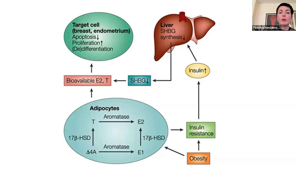 Flowchart diagram explaining estrogen and insulin interactions, showing how liver SHBG synthesis and adipocyte activity relate to bioavailable estrogen, obesity, and insulin resistance, with a speaker visible.